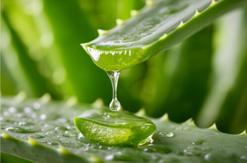Tropfendes Aloe-Vera-Blatt als Symbol für die Legende der Aloe Vera von frühen Hochkulturen bis Forever Living Products.