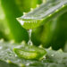 Tropfendes Aloe-Vera-Blatt als Symbol für die Legende der Aloe Vera von frühen Hochkulturen bis Forever Living Products.
